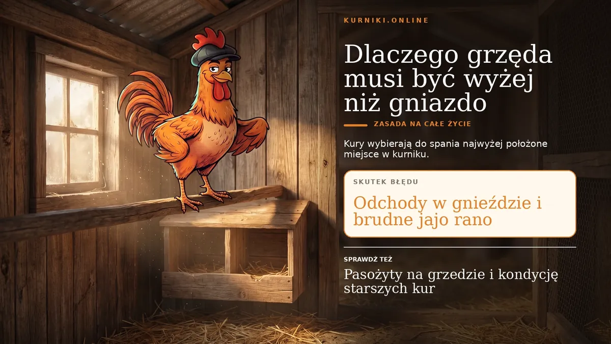 Dlaczego grzęda musi być wyżej niż gniazdo — kury śpią w najwyższym punkcie, a niżej zawieszona grzęda brudzi jaja